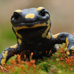 Feuersalamander demo