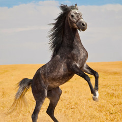 RIDE FOR ME (unfinished)