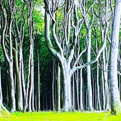 Gespensterwald (Ghostly Forest)