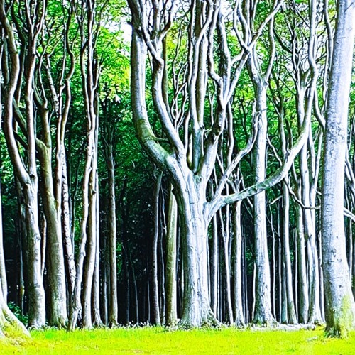 Gespensterwald (Ghostly Forest)