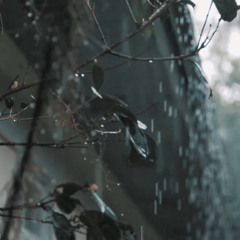 Future rain