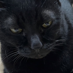 cat eyes feat. lil mo（remix）