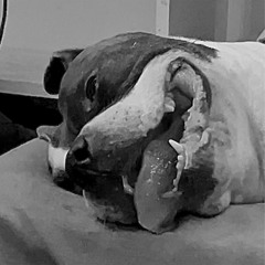 BOTHERATION FT. BABYSEVIN (PROD. DEVELOPMENT)