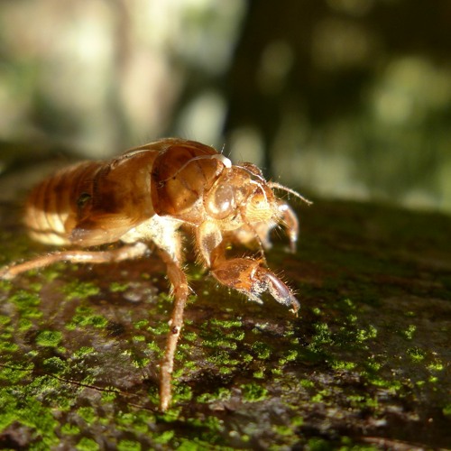 Stream Listen to Chorus cicadas 1 playlist online for free on