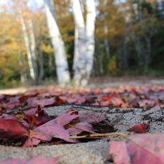 When The Leaves Come Falling Down- Van Morrison -Cover