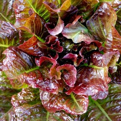 The Salad Bar w/ Toe Cracker 10172022