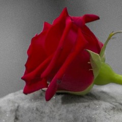 Dealing with the Loss of Loved Ones