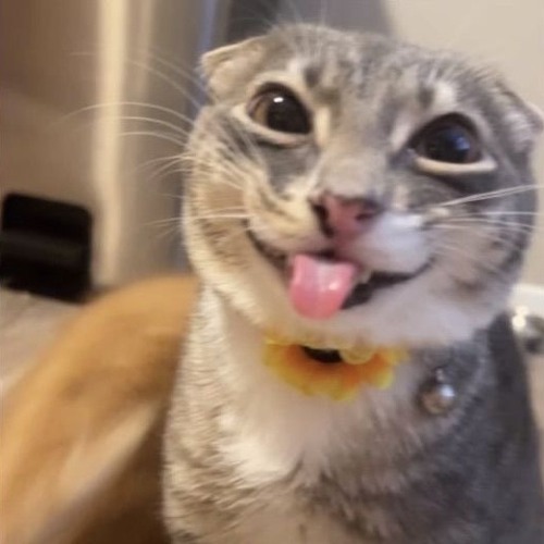 MEOWMIX [VOL 5]