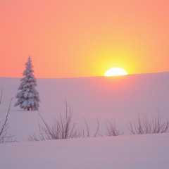 Dawn Light (Свет рассвета)