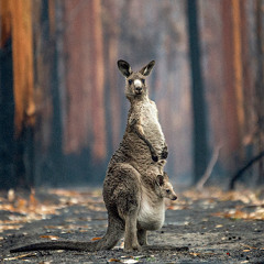 DOOTDOOT (Prod Mvmbo)