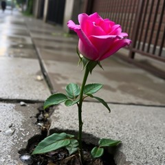 A Rose in the Concrete (Demo)