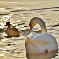 New Wave Vibes Mix (Wilswanya)(2023-08-16)