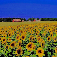 ss freestyle (feat. Ale Valentino) [Young Nudy beat]