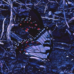 butterflies