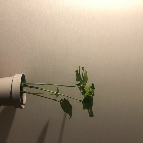 마지막 노래
