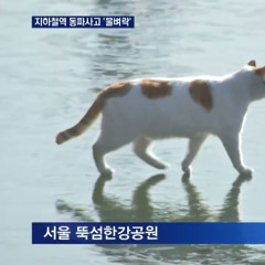 꽁꽁 얼어붙은 한강 위로 고양이가 삐끼삐끼