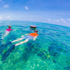 Best Snorkeling In Key West December Prices Reviews