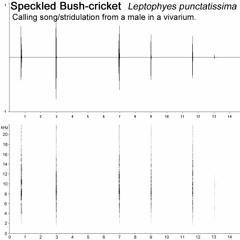 Speckled Bush-cricket (Leptophyes punctatissima)