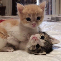 meow meow meow