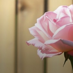 Rose To The Occasion