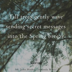 haiku #439: Tall trees gently wave / Sending secret messages / Into the Spring breeze