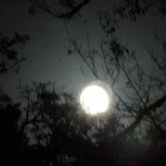 Psilocybin          Prod.DragosMarcus