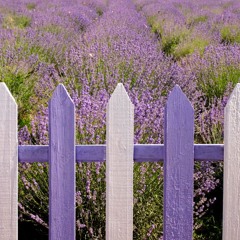 Lavender Picket Fences 'Trilight'