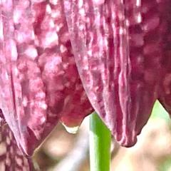 Spring me back to life