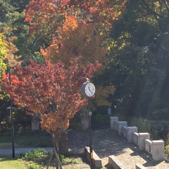 autumn of life