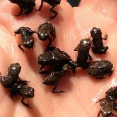 Yuki - Wrecking Ball Cover