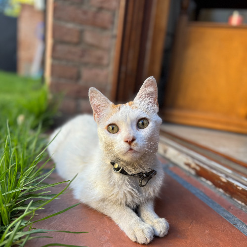 TECH HOUSE SET 01 - ARJAUS TEST