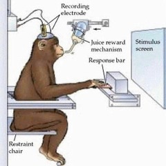 monke