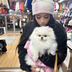 POMERANIAN