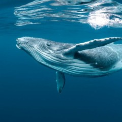 Whale Song 432Hz-Version