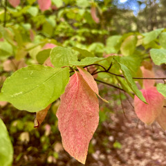 Dogwood