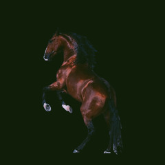 RODEIO DE