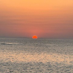 Ecstatic Dolphin Vibes