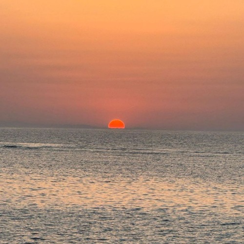 Ecstatic Dolphin Vibes