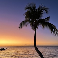 PALM TREES REMIX