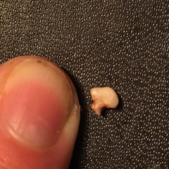 Ear Tooth