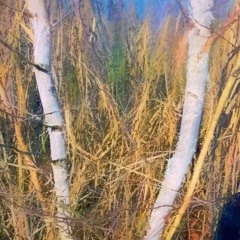 Robert Knote - In The Bush [Boson Spin warp]