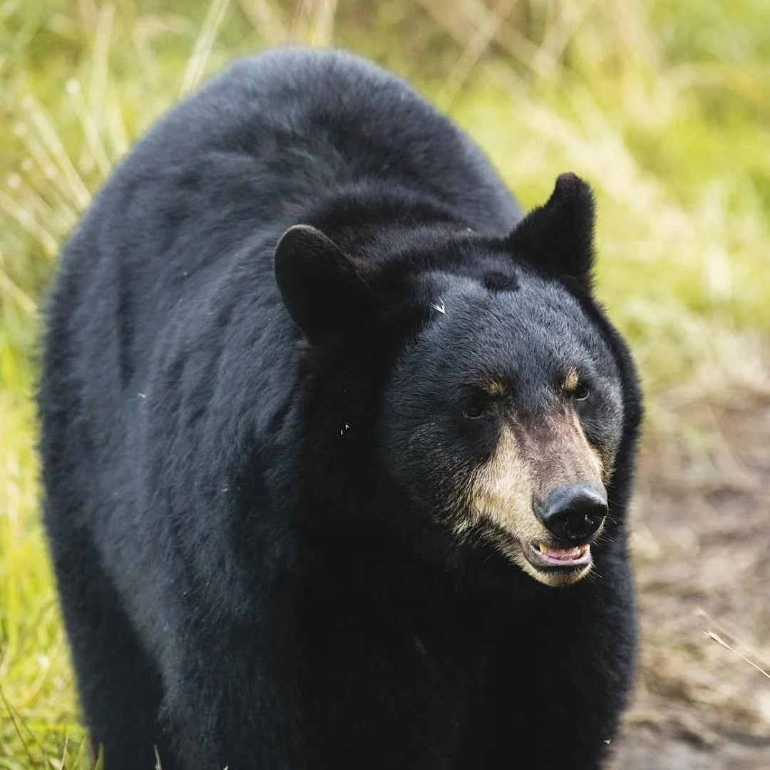 Stream episode Episode 373: The Bear Attack on Allena Hansen by All Bad