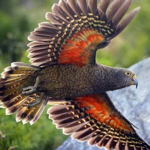 ডাক দিয়াছেন দয়াল আমারে - এন্ড্রু কিশোর ( Daak Diyachen Doyal Amare - Andrew Kishore )