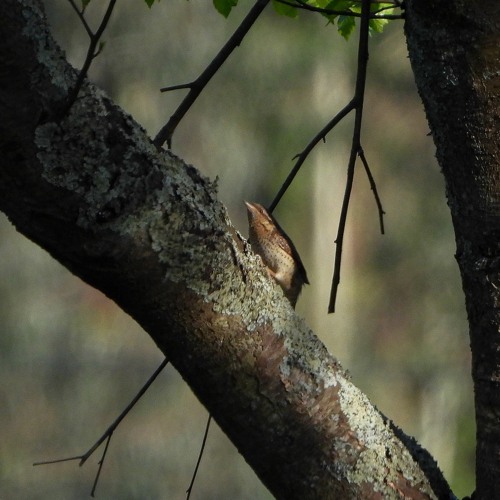 Torcecuellos / Eurasianwryneck / Jynx torquilla