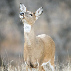 Panhandle Afield: Deer Scent