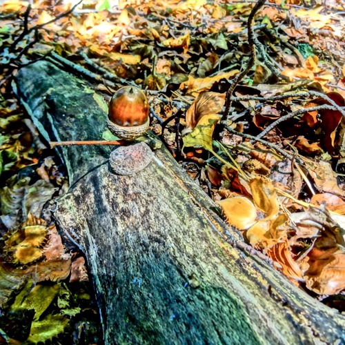 So Sang The Oak Tree