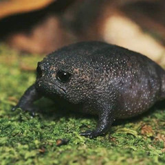 Rain Frog 2025-01-05 1809