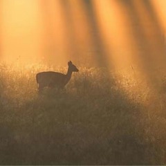 Алина Мусиева - расцвела любовь