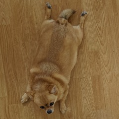 Chihuahua (so fat) demo