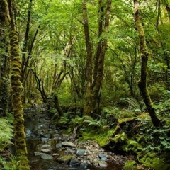 Na Floresta Encantada.mp3